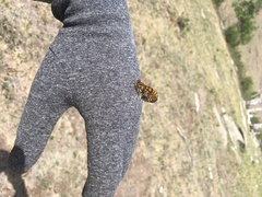 Melitaea menetriesi centralasiae