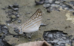 Marpesia merops