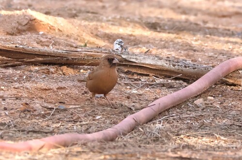 Abert's Towhee (Melozone aberti), photo 4