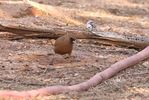 Abert's Towhee (Melozone aberti), photo 5
