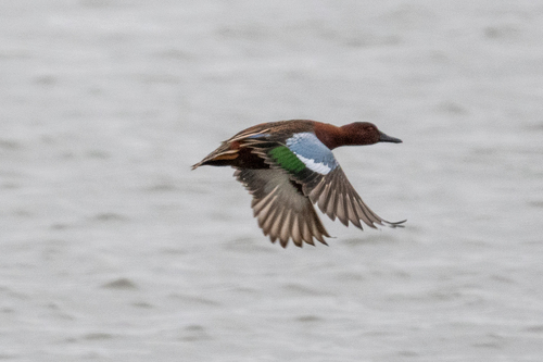 Cinnamon Teal (Spatula cyanoptera), photo 8