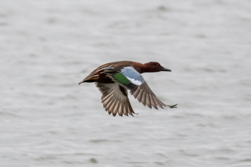 Cinnamon Teal (Spatula cyanoptera), photo 9