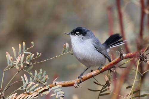 Black-tailed Gnatcatcher (Polioptila melanura)