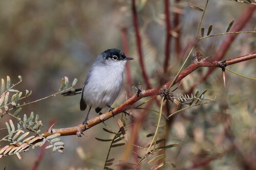 Black-tailed Gnatcatcher (Polioptila melanura), photo 2