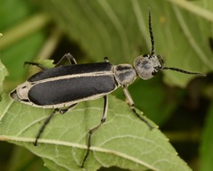 Epicauta cinerea-group