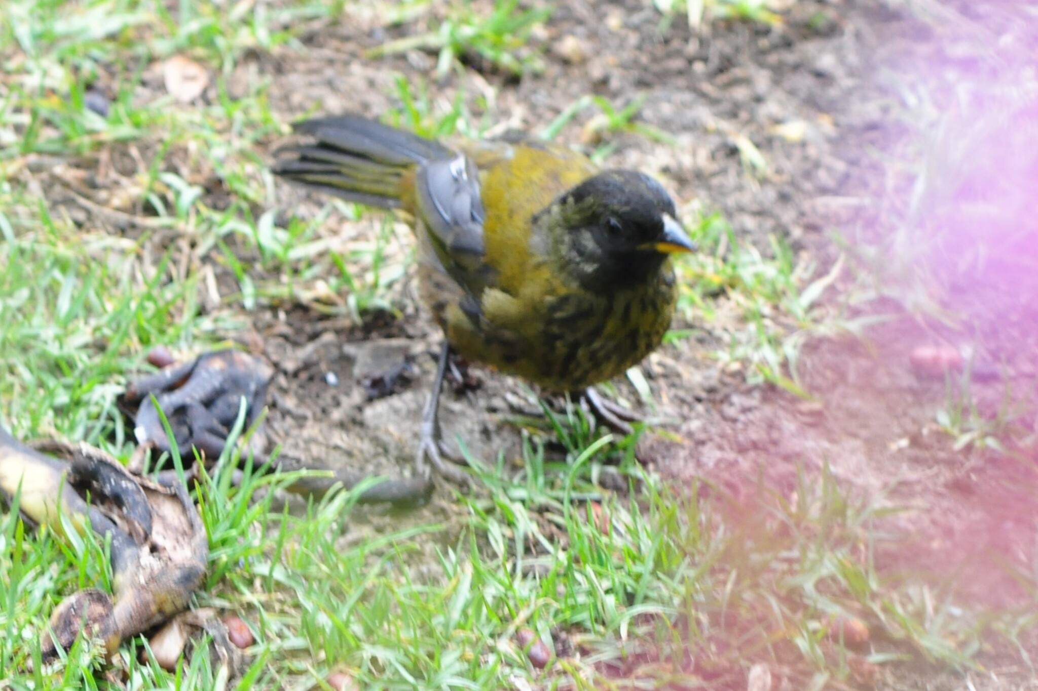 Large-footed Finch (Pezopetes capitalis), photo 1