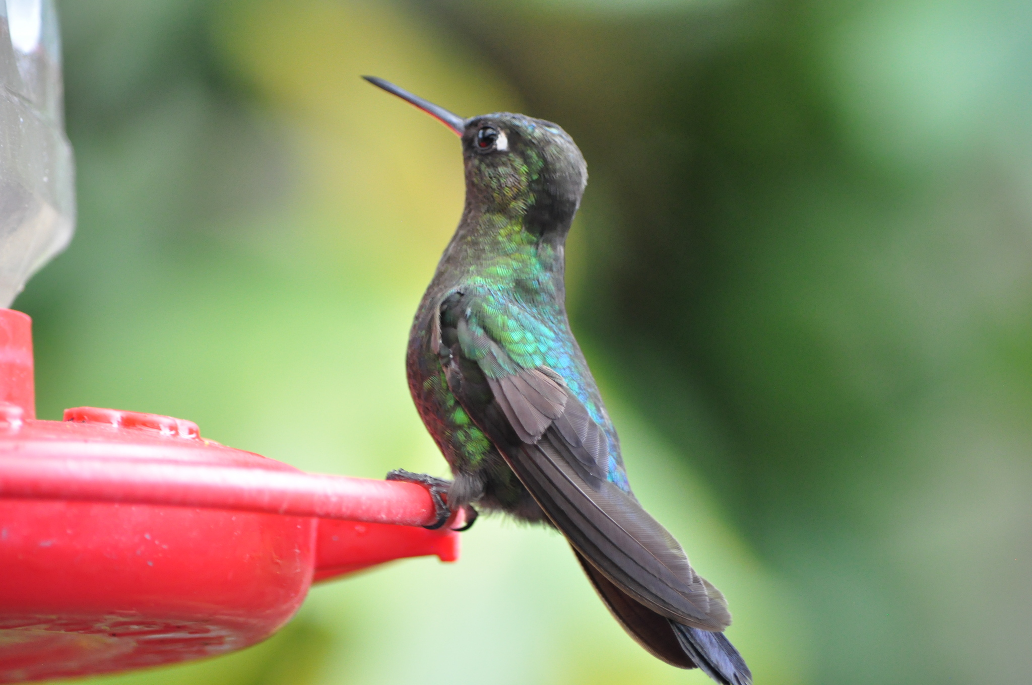 Fiery-throated Hummingbird (Panterpe insignis), photo 5