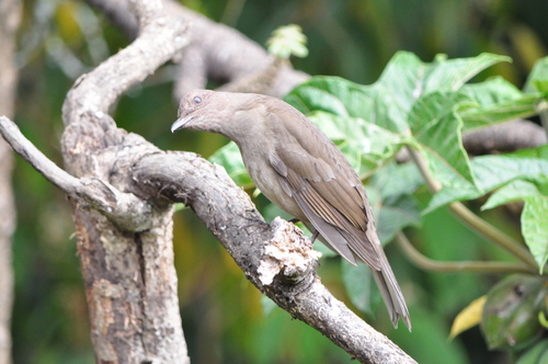 Mountain Thrush (Turdus plebejus), photo 1
