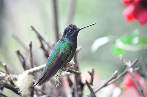 Talamanca Hummingbird (Eugenes spectabilis), photo 2