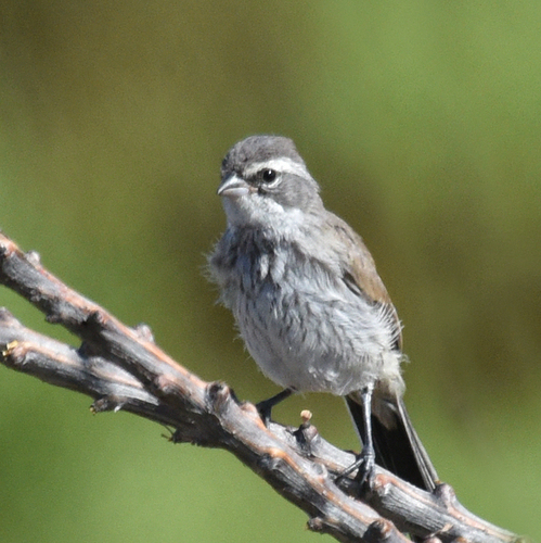 Black-throated Sparrow