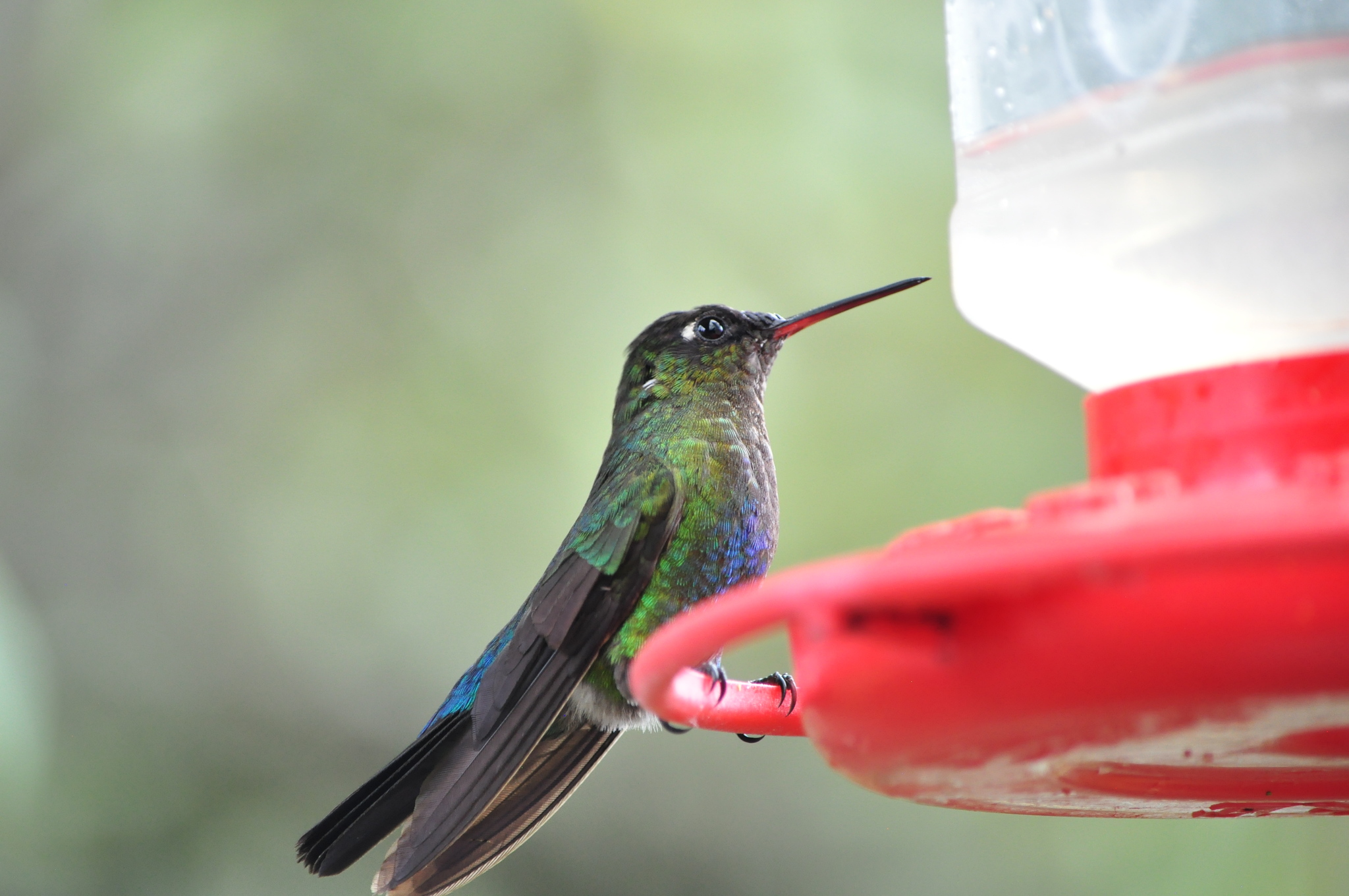 Fiery-throated Hummingbird (Panterpe insignis), photo 4