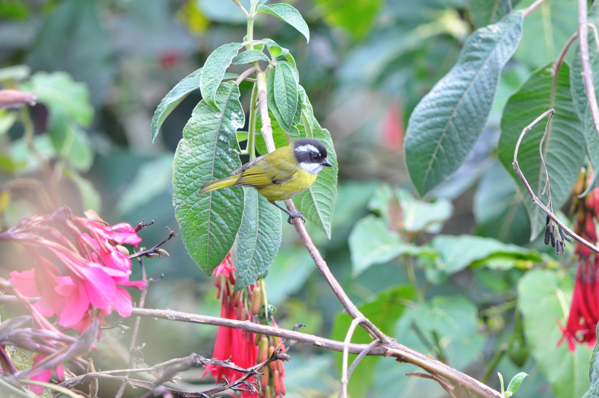 Sooty-capped Chlorospingus (Chlorospingus pileatus), photo 3