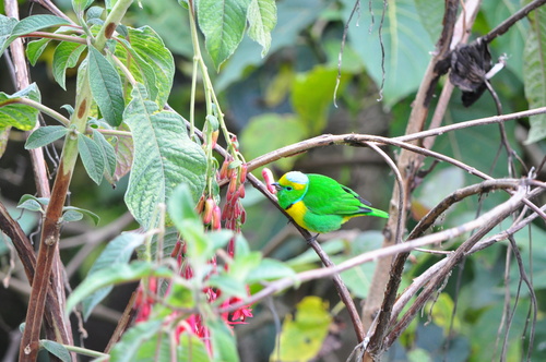 Golden-browed Chlorophonia (Chlorophonia callophrys)