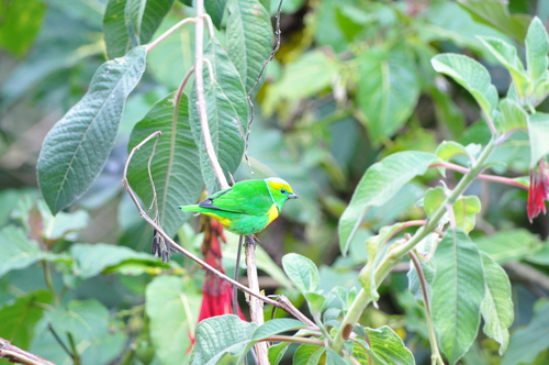 Golden-browed Chlorophonia (Chlorophonia callophrys), photo 2