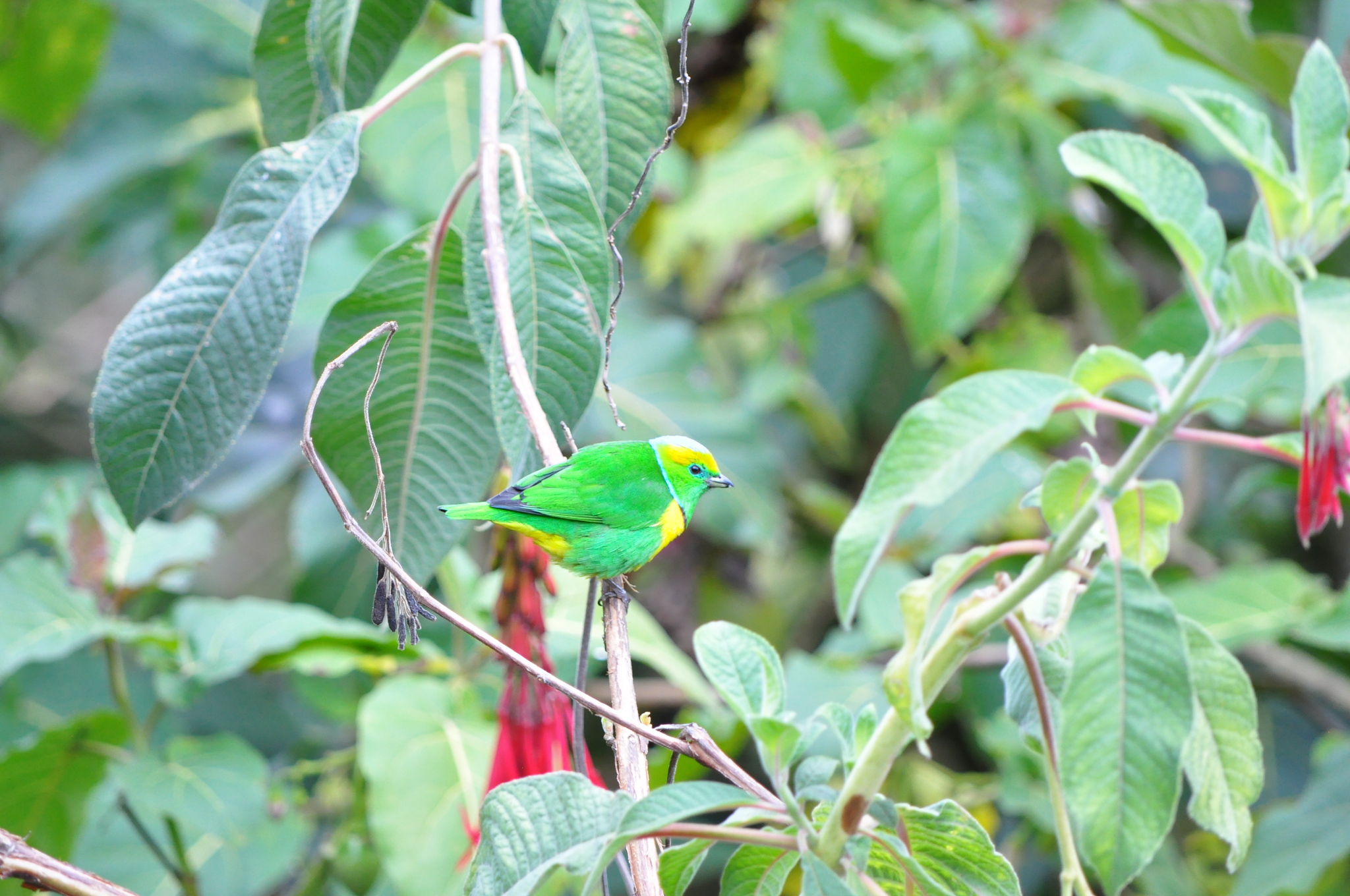 Golden-browed Chlorophonia (Chlorophonia callophrys), photo 2