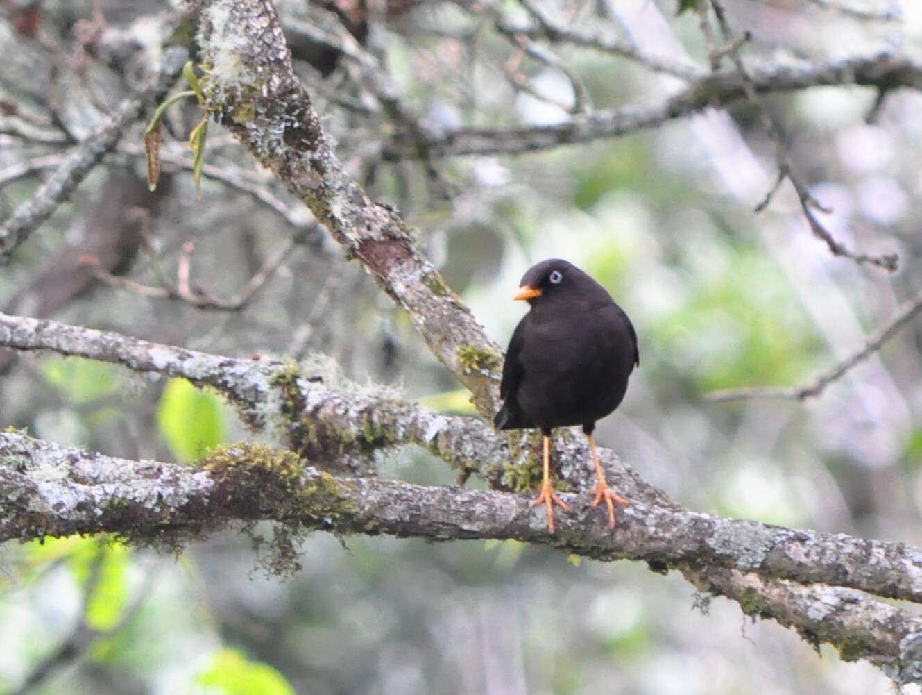 Sooty Thrush (Turdus nigrescens), photo 1