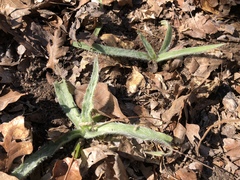 Plantago patagonica