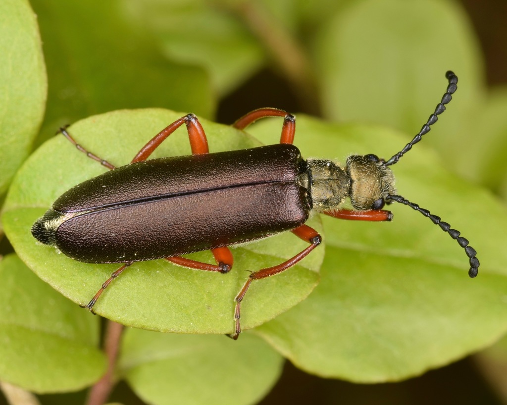 Brassy Blister Beetle