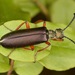 Lytta aenea - Photo (c) skitterbug, some rights reserved (CC BY), uploaded by skitterbug