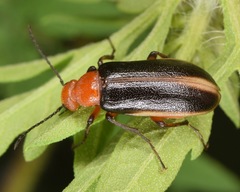 Zonitis bilineata
