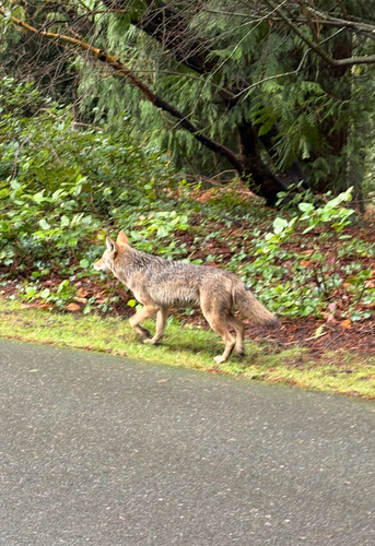 Coyote