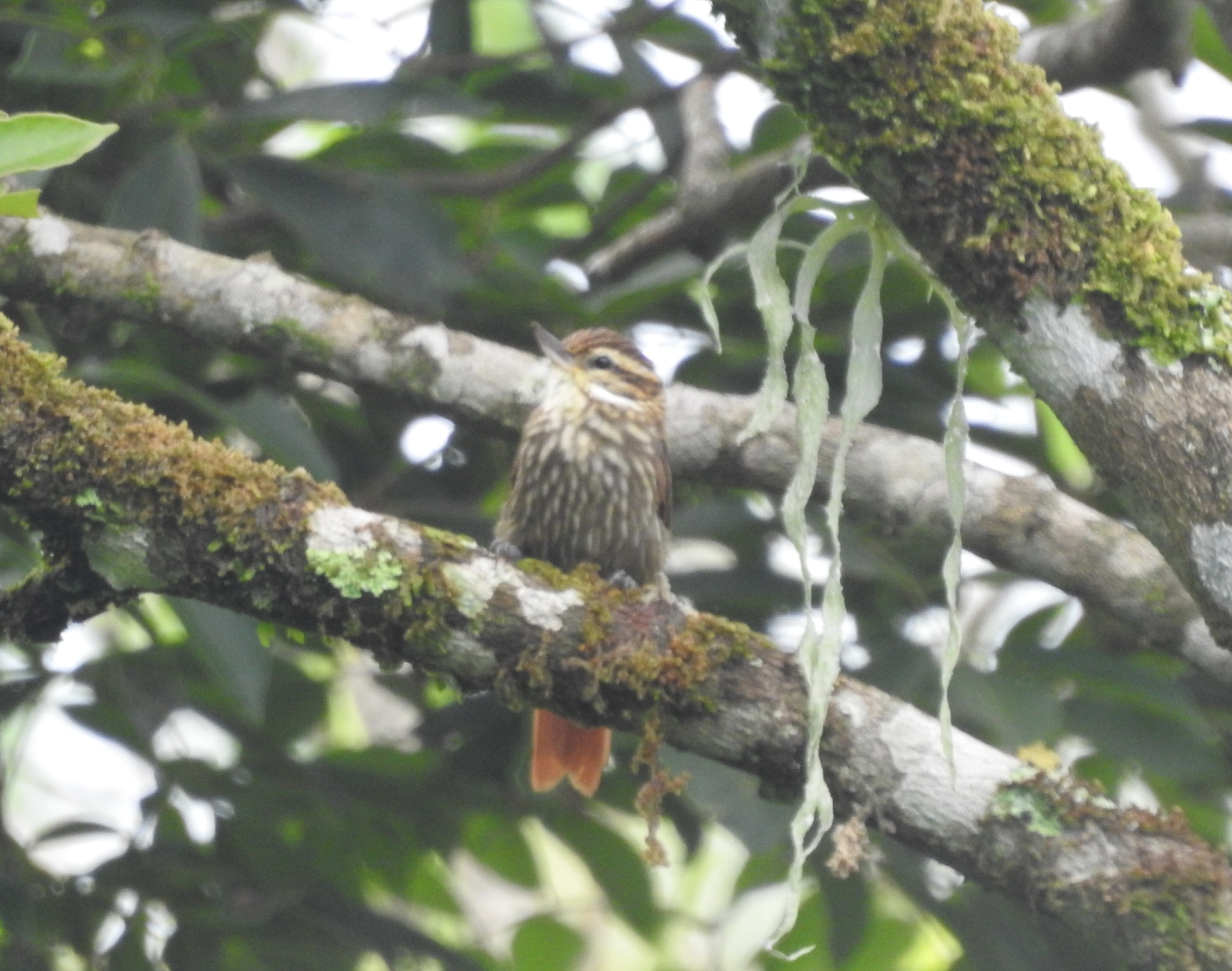 Streaked Xenops (Xenops rutilans), photo 1