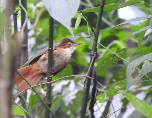 White-eyed Foliage-gleaner (Automolus leucophthalmus)