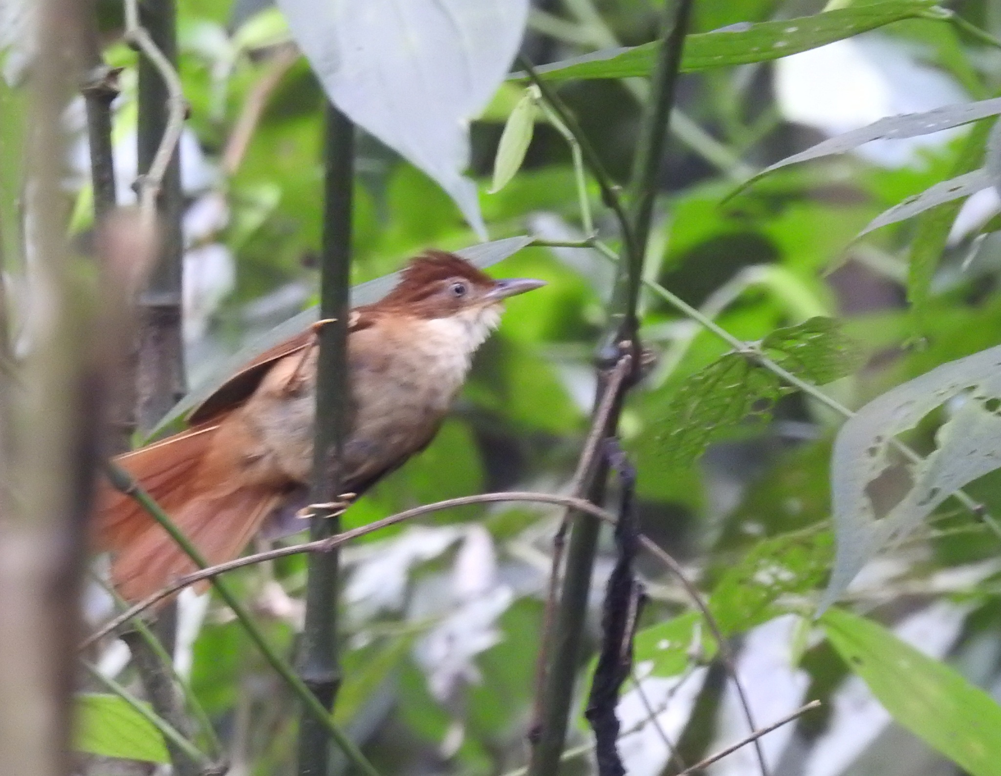 White-eyed Foliage-gleaner (Automolus leucophthalmus), photo 1