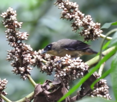 Black-goggled Tanager (Trichothraupis melanops), photo 2