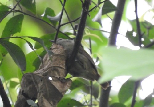 Unicolored Antwren (Myrmotherula unicolor)