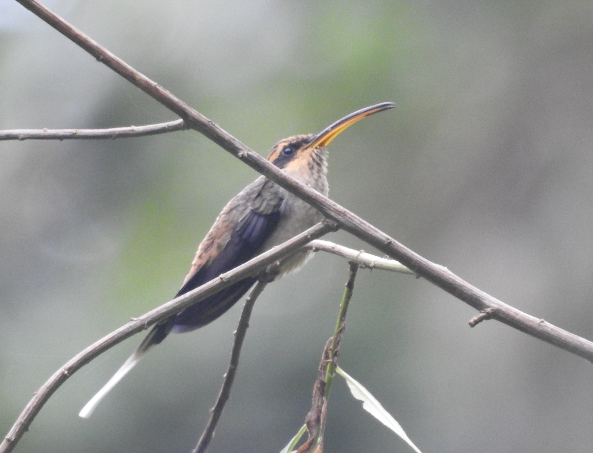 Scale-throated Hermit (Phaethornis eurynome), photo 3