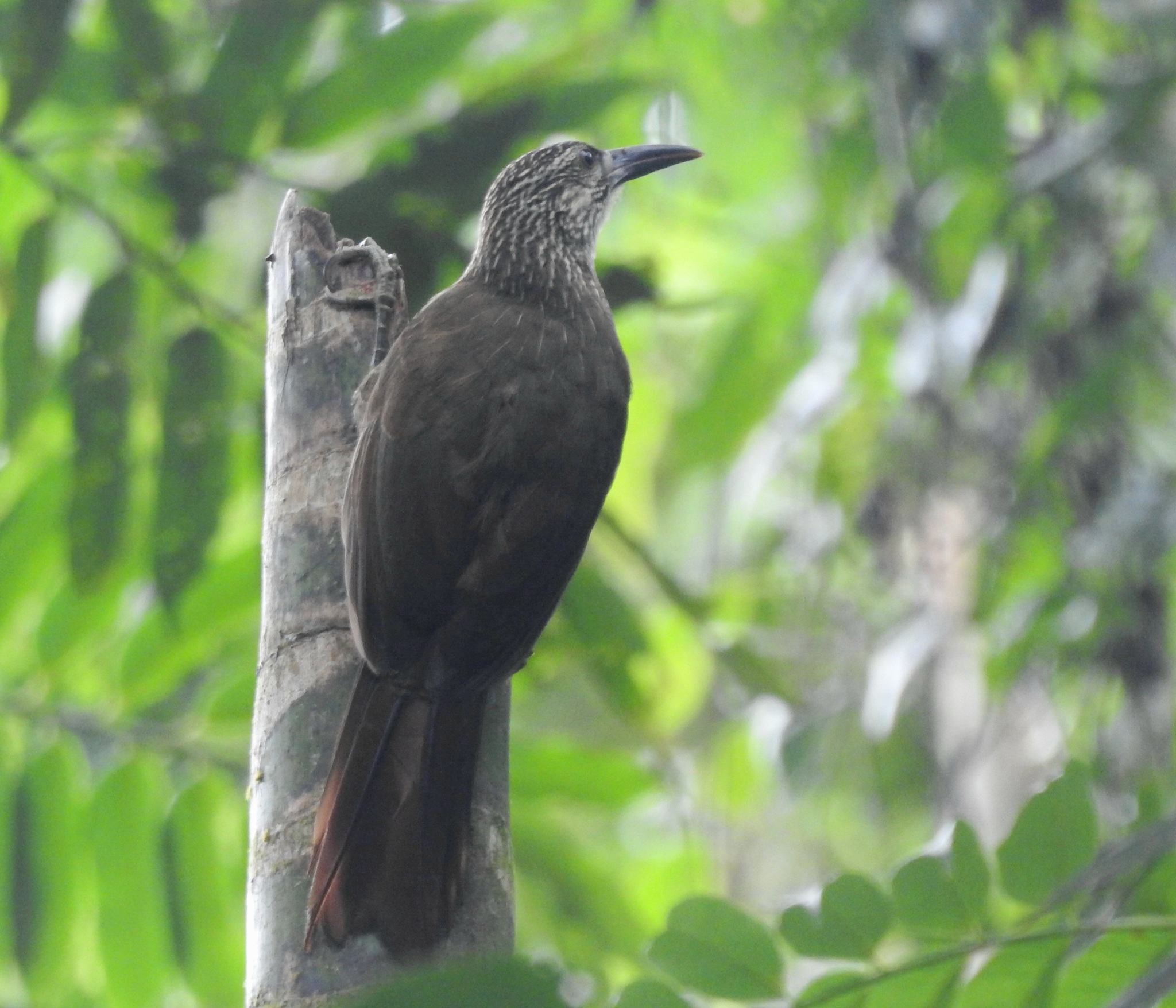 White-throated Woodcreeper (Xiphocolaptes albicollis), photo 2