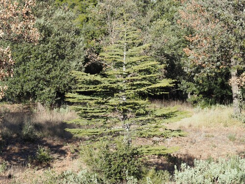 Atlas cedar