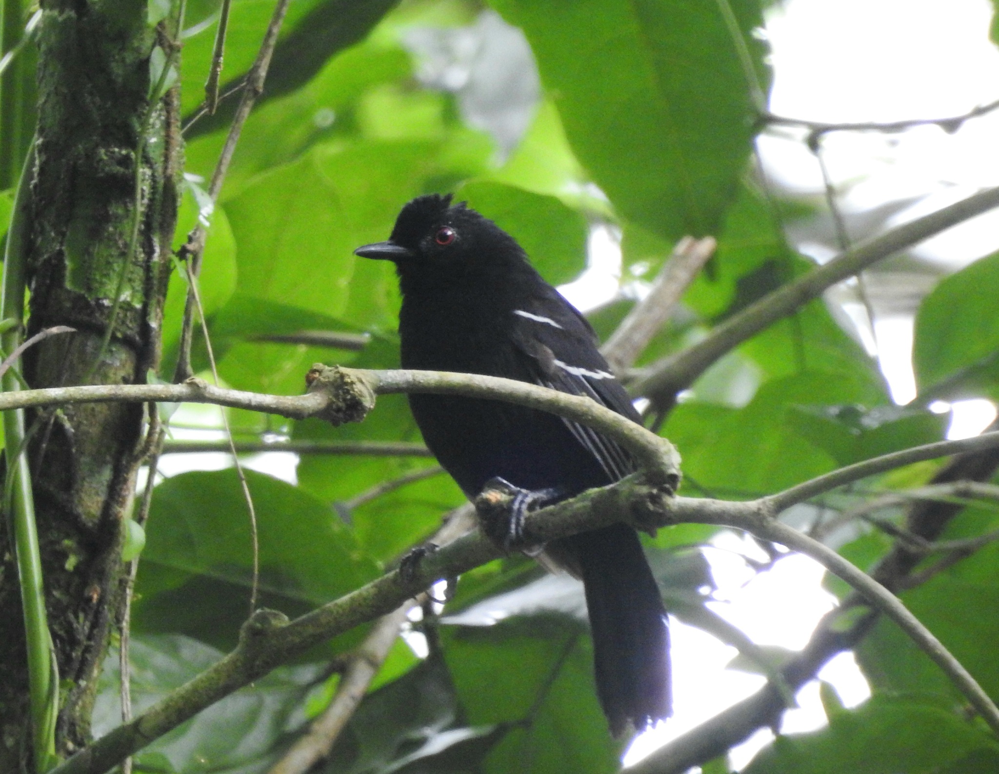 White-shouldered Fire-eye (Pyriglena leucoptera), photo 3