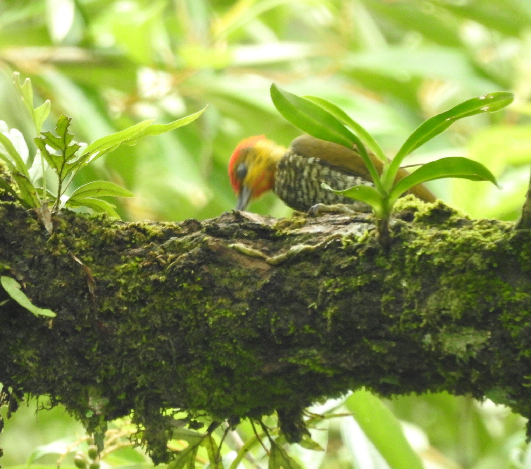 Yellow-throated Woodpecker (Piculus flavigula), photo 3