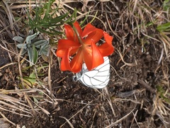 Lilium pumilum