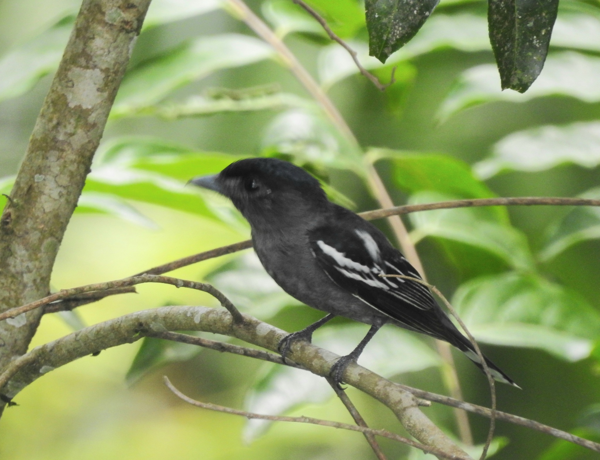 White-winged Becard (Pachyramphus polychopterus), photo 4