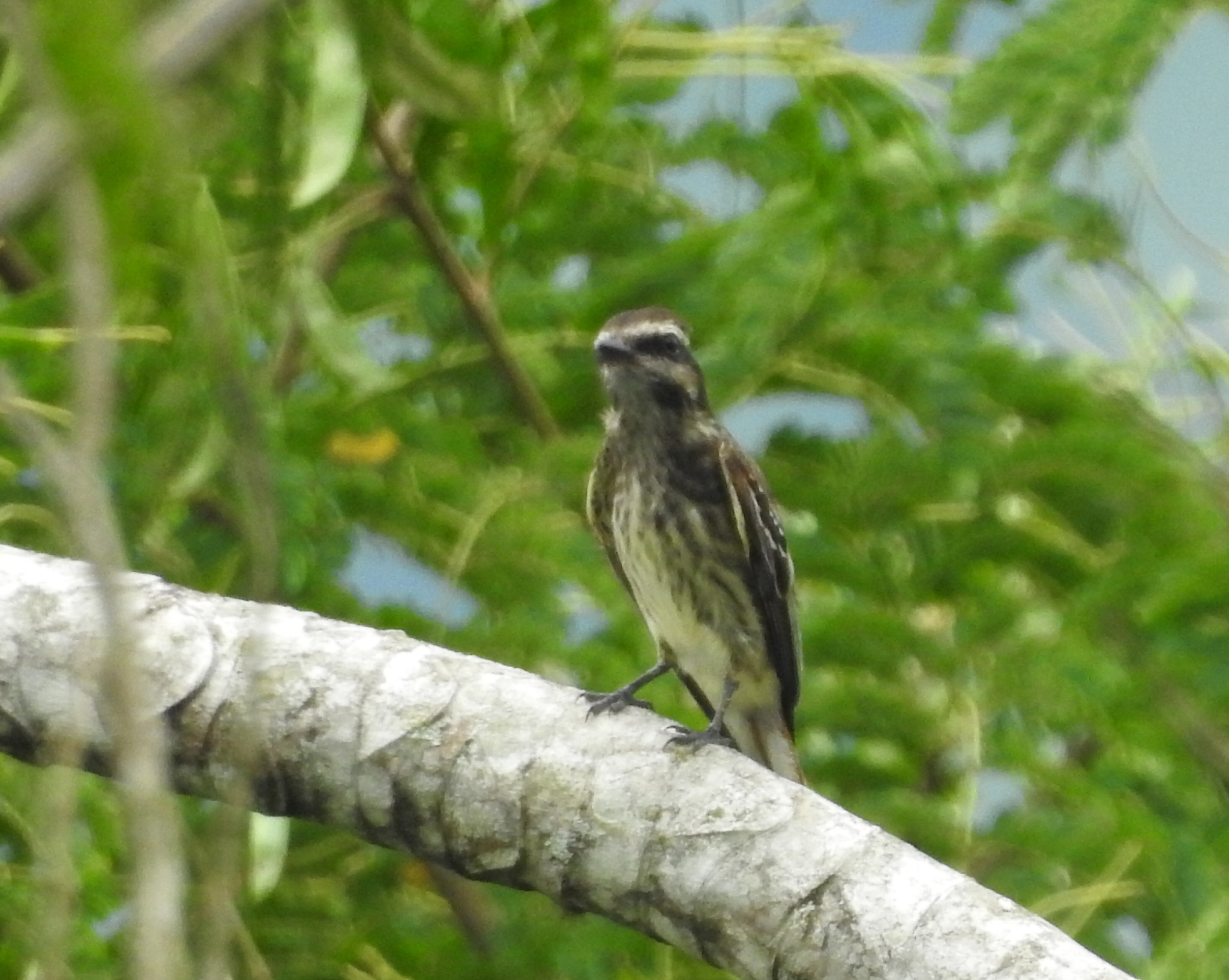 Variegated Flycatcher (Empidonomus varius), photo 7