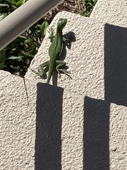 Iguana iguana
