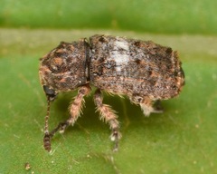 Toxonotus cornutus