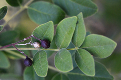 Zanthoxylum arborescens