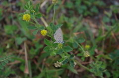 Hemiargus ramon