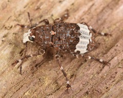 Eurymycter fasciatus