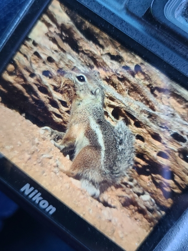 Harris' Antelope Squirrel observed by ellen_w