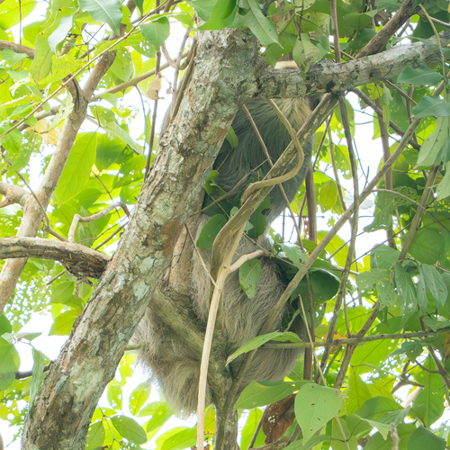 Hoffmann's two-toed sloth