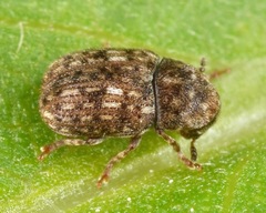 Anthribus nebulosus