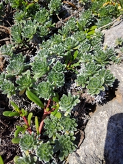 Heliotropium anomalum