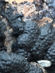 Annulohypoxylon annulatum