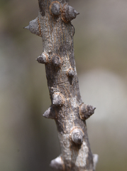 Zanthoxylum arborescens