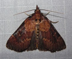Omphalocera munroei